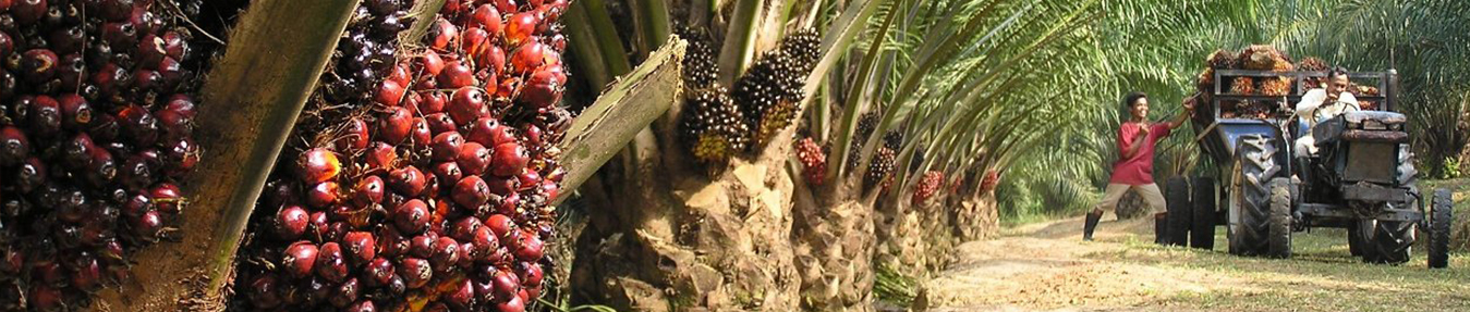 thai date palm