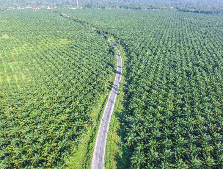 Indonesia Berupaya Meningkatkan Kuota Ekspor Minyak Kelapa Sawit Dan Campuran Bahan Bakar Nabati Dalam Bahan Bakar