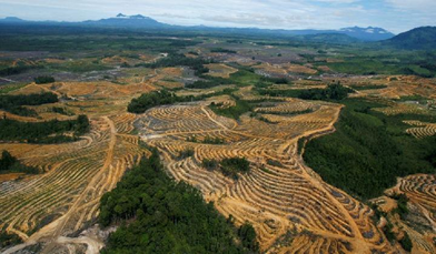 Hukum Anti-pembabatan Hutan Adalah Langkah Uni Eropa Untuk Mengatur Harga Minyak Kelapa Sawit, Kata Ahli